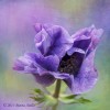 Purple Anemone by Maria Aiello