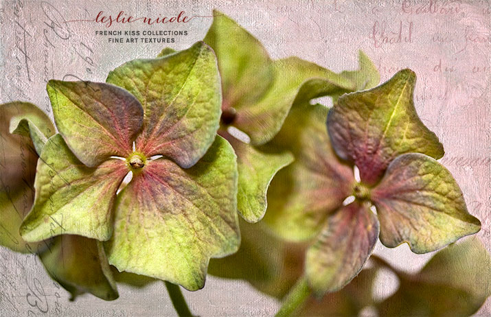 Hortensia Petals