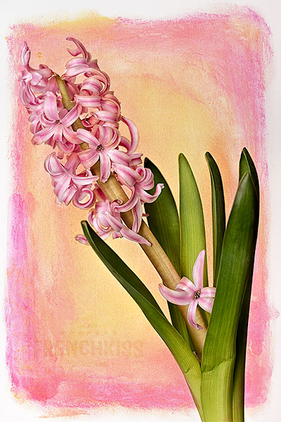 Solstice fine art texture