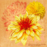 Design Using Dahlia Illustrations from Photographs