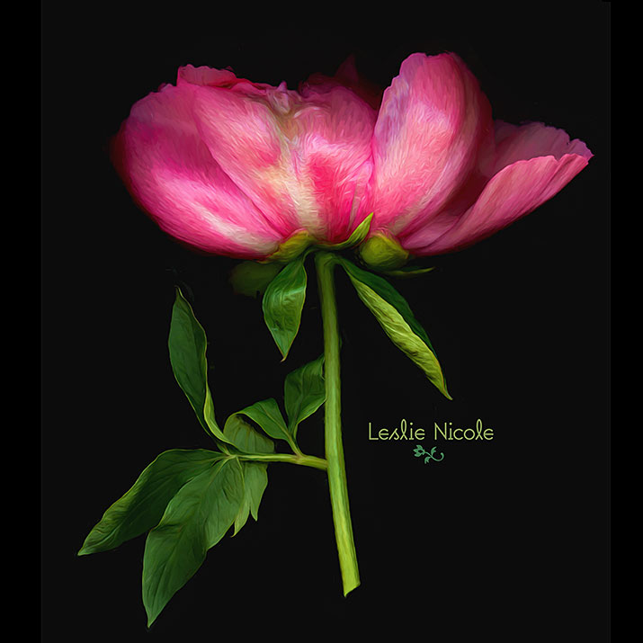 Peony Scanography With Topaz Labs Filter