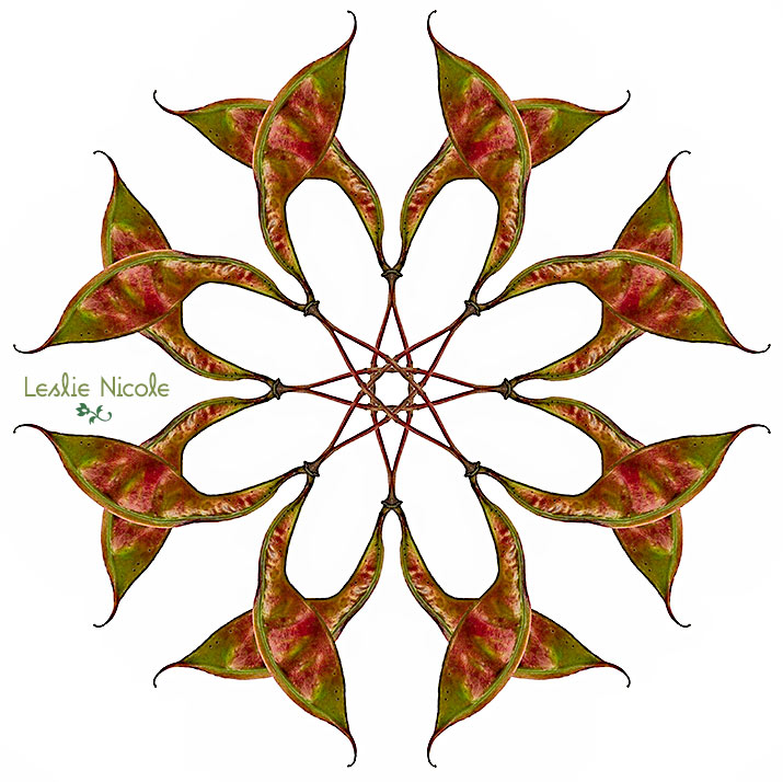 Scanned seed pods design