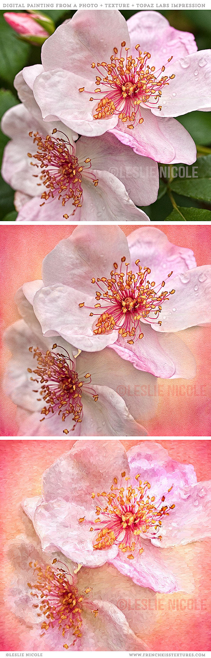 Rose photograph before and after