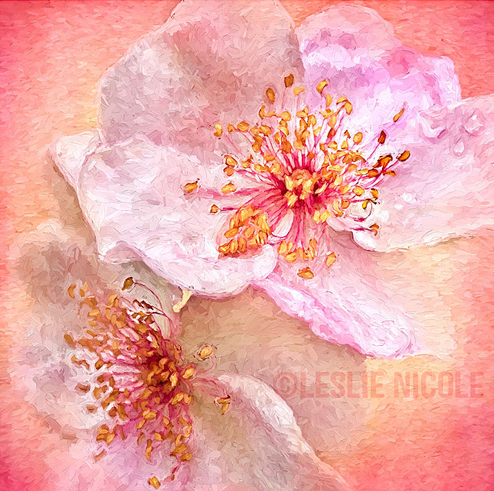 Rose Photograph Plus Texture Plus Impression Filter